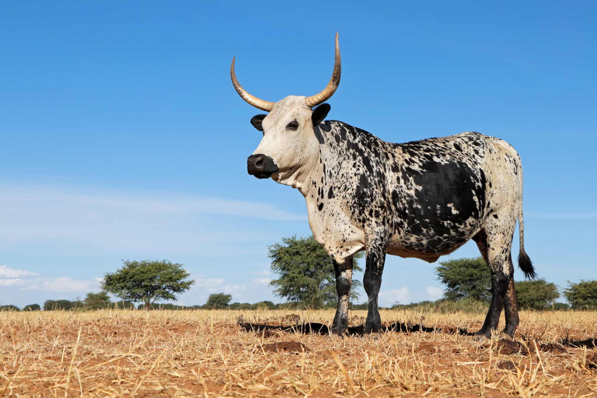 Nguni cattle