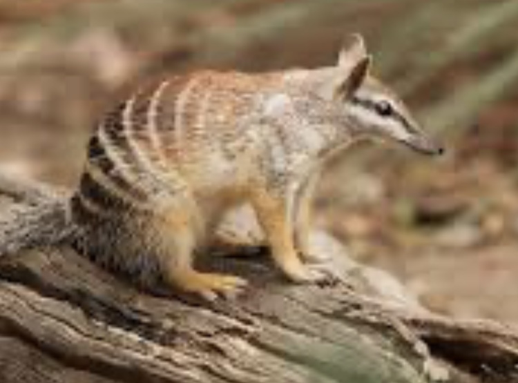 numbat