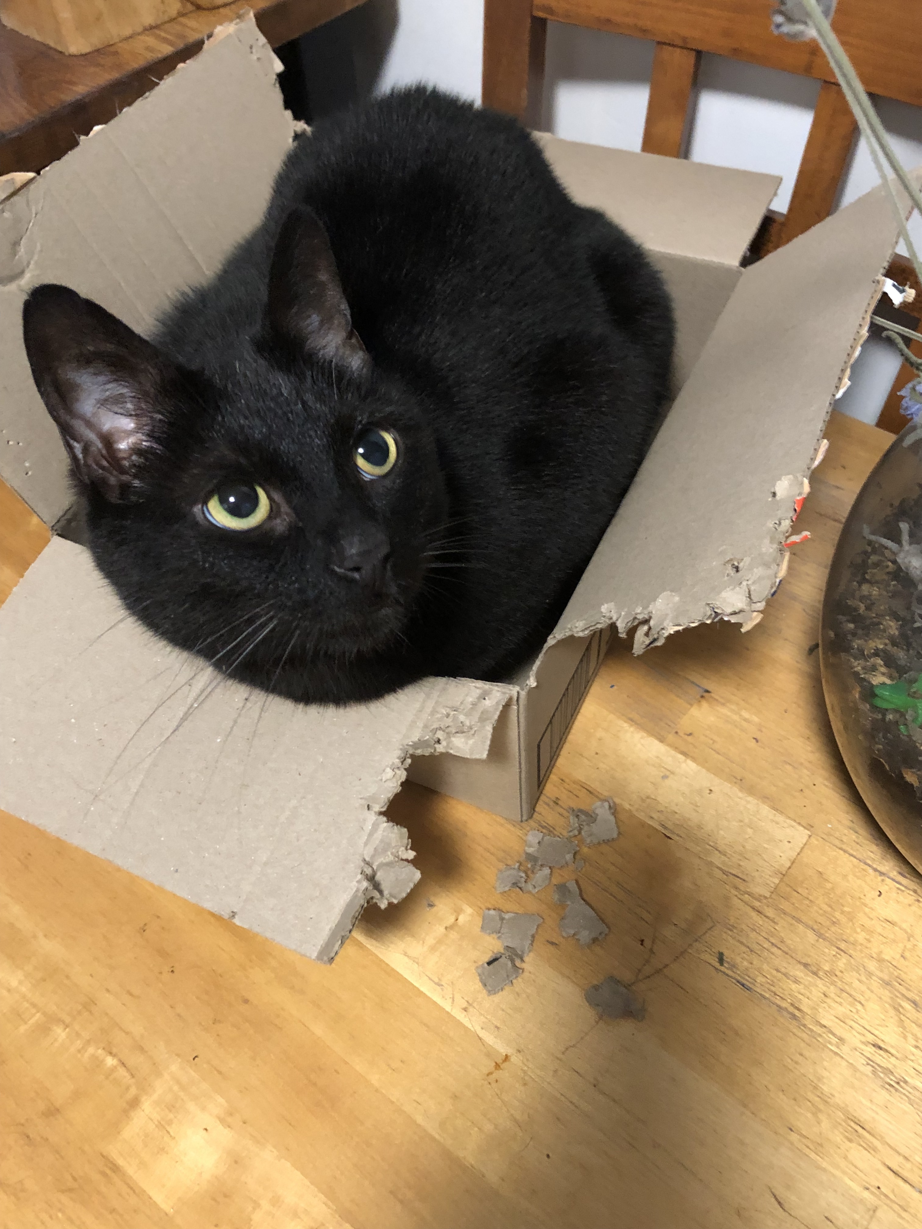 cat eating cardboard box