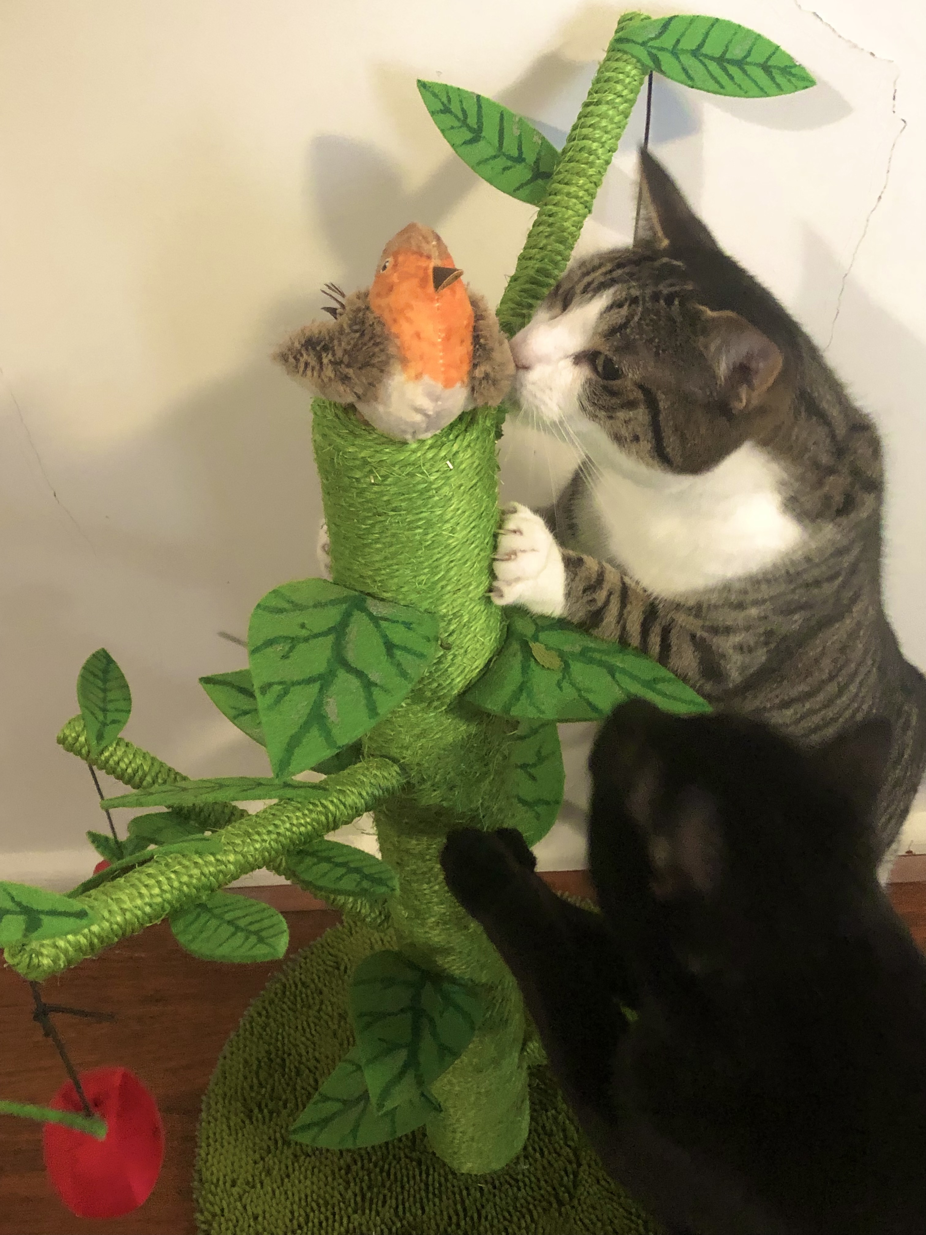 cat tree with birdie