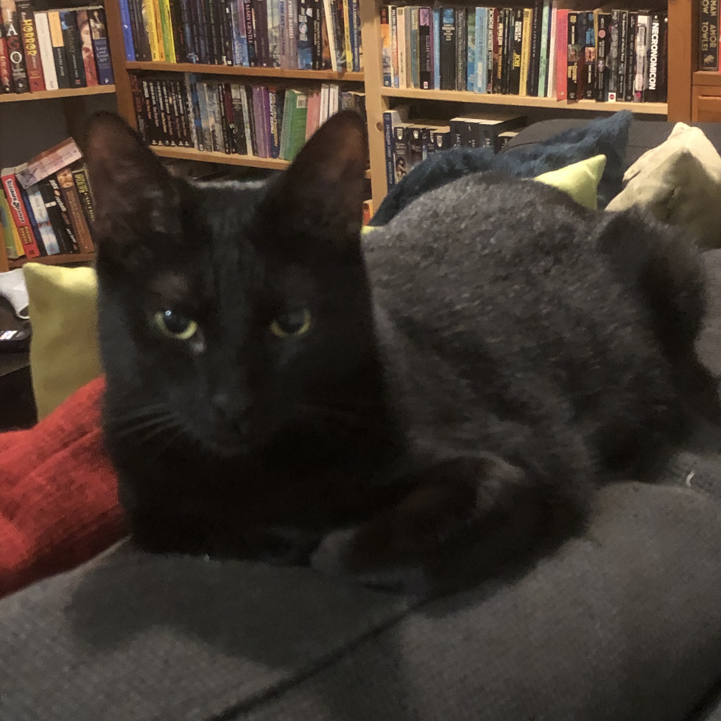 Library Cat