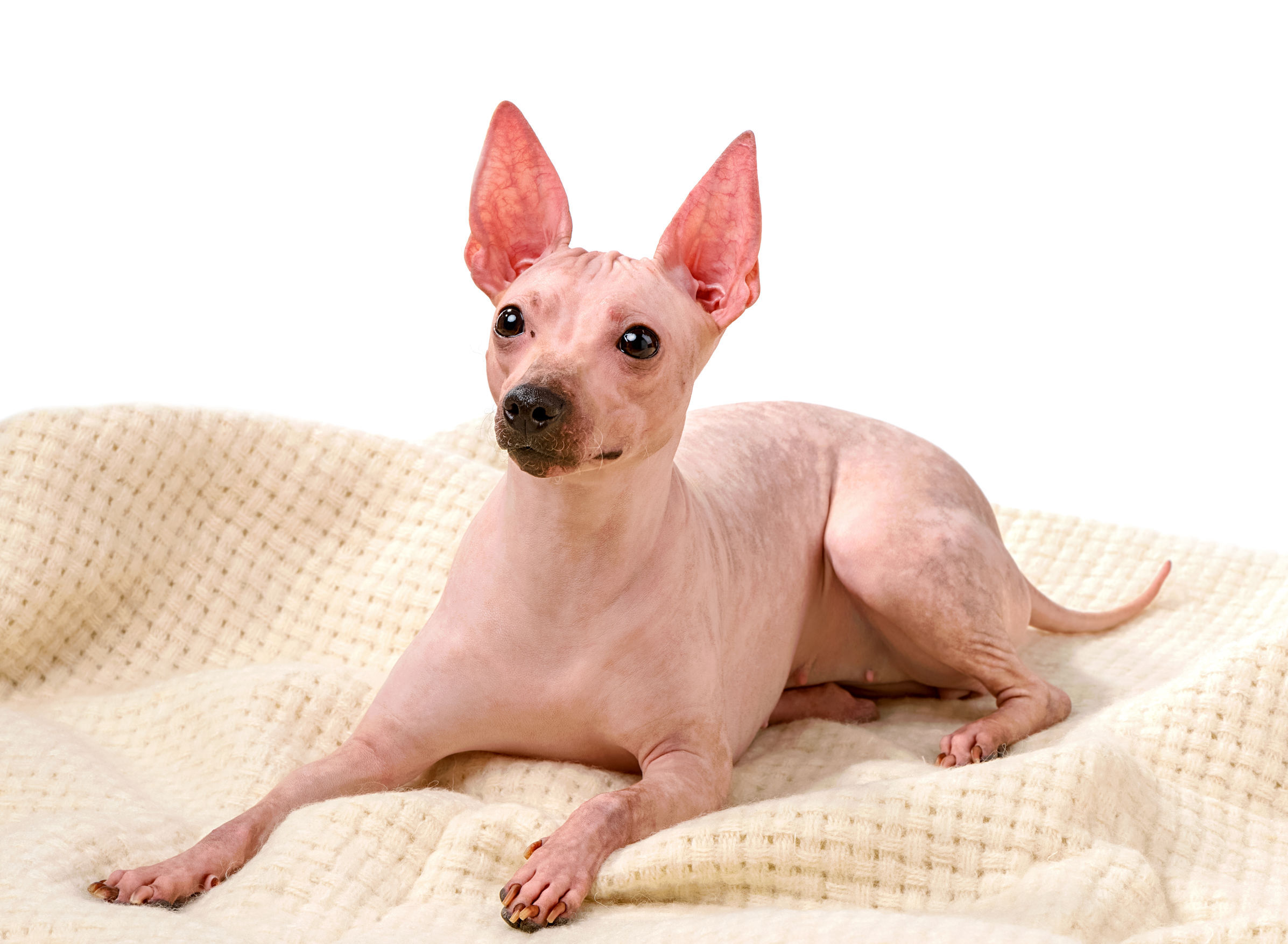 A hairless dog