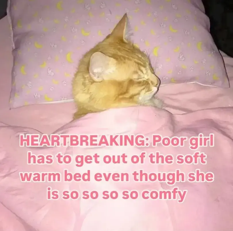 Picture of a cat tucked into bed with the overlaid text: "HEATBREAKING: Poor girl has to get out of the soft warm bed even though she is so so so comfy".