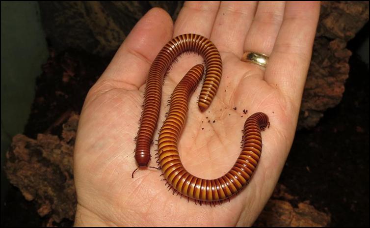 adorable yet giant Texas desert centipede you and your friend nabbed from Terlingua for his wife