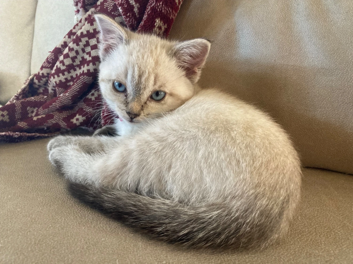 A picture of a kitten with white fur, laying down on a sofa. She is looking at the camera with a neutral expression.