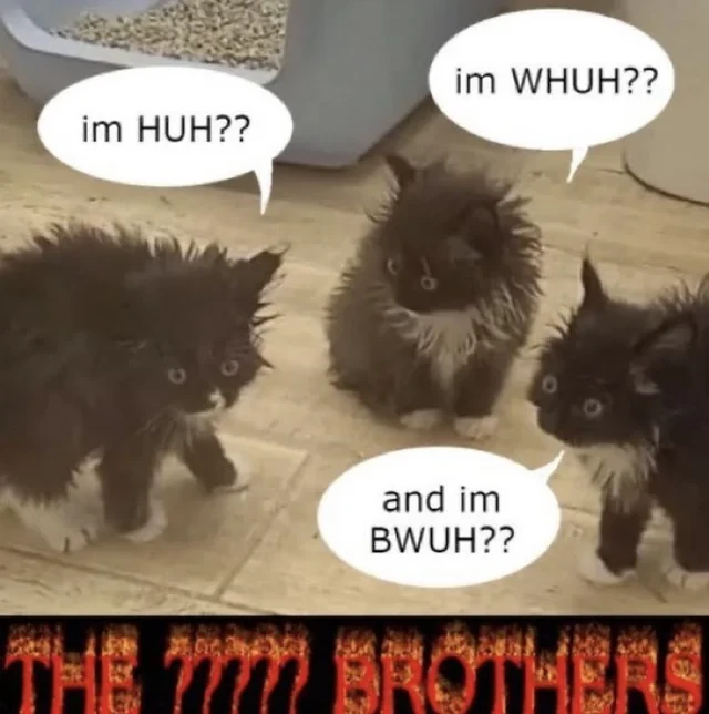 3 similar looking black and white disheveled looking kittens with wide eyes each say their name, "im HUH??", "im WHUH??", "and im BWUH??". Flaming text underneath identifies them as THE ????? BROTHERS