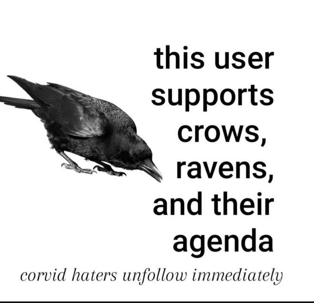 Post with a picture of a crow on a white background and text reading: "this user supports crows and their agendas, corvid haters unfollow immediately"