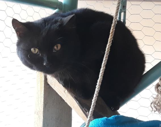 Scared and alert black cat on a perch in the upper corner of a big cage, at eye level with me and camera