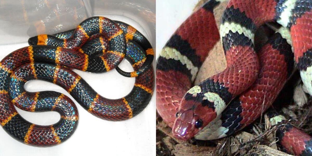 Two photos of snakes placed side by side. On the left is the coral snake who has stripes in a black pattern of black, yellow, red, yellow - with the yellow being small bands compared to the other colors. On the right is a king snake who has stripes in a pattern of red, black, yellow or off white, black - with the red parts being much larger than the other two colors.